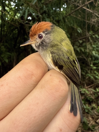 30년 가까이 자취 감췄던 희귀새…아마존서 암컷 연구 현장 포착