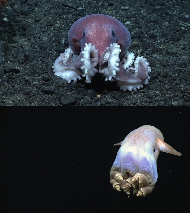 심해에서 만난 신비로운 문어들…NOAA, '세계 문어의 날' 맞아 특별한 사진 공개
